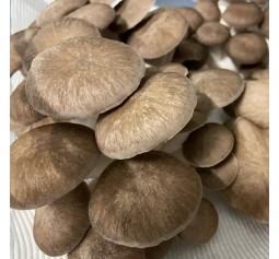 Mushroom Kit  -  Black Pearl Oyster (Pleurotus Ostreatus)  - FREE Shipping 